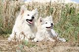 CHIEN FINNOIS DE LAPONIE 215